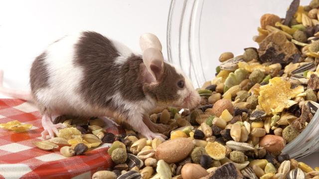 Ratones alimentados con comida rica en sal.