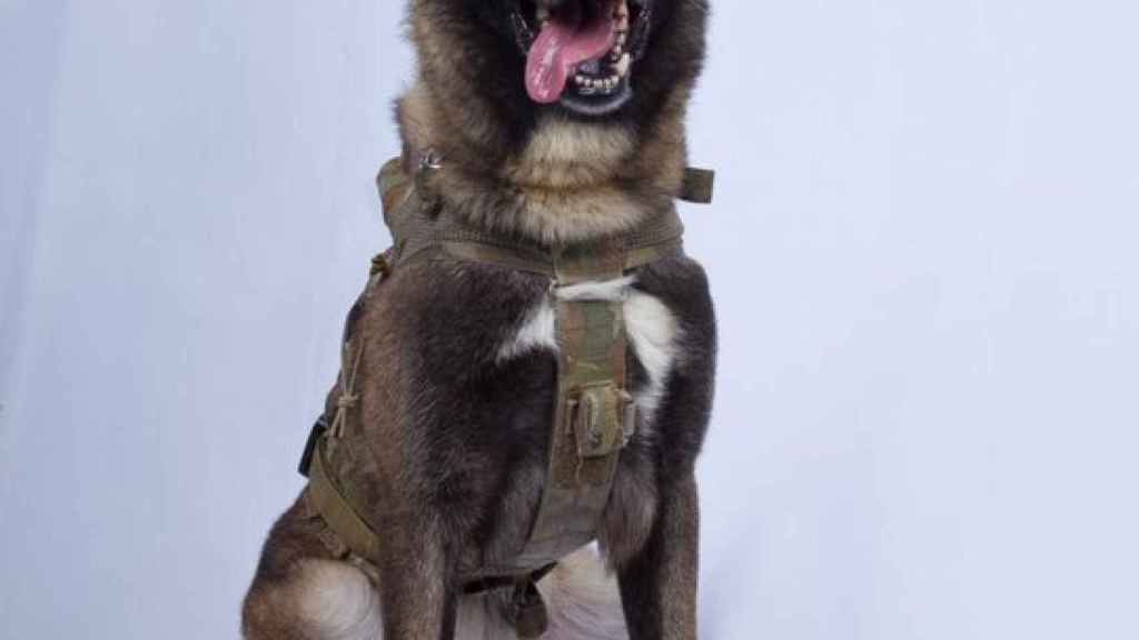 El Heroe Americano Que Ayudo A Capturar A Al Bagdadi Un Perro Que