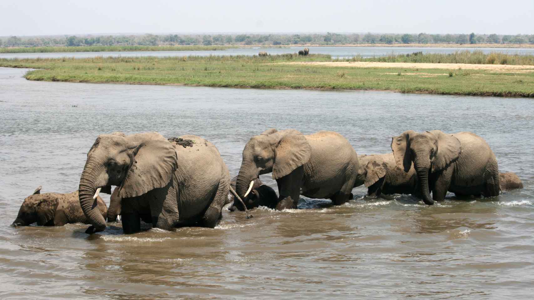 Una manada de elefantes atraviesa el río Zambeze.