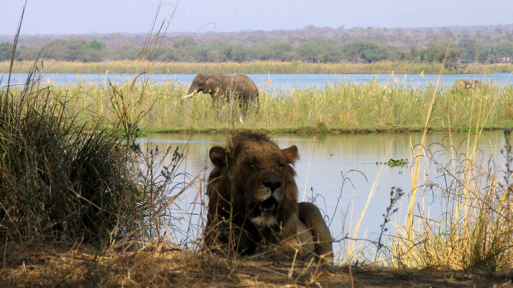 Un león y un elefante a orillas del río Zambeze.