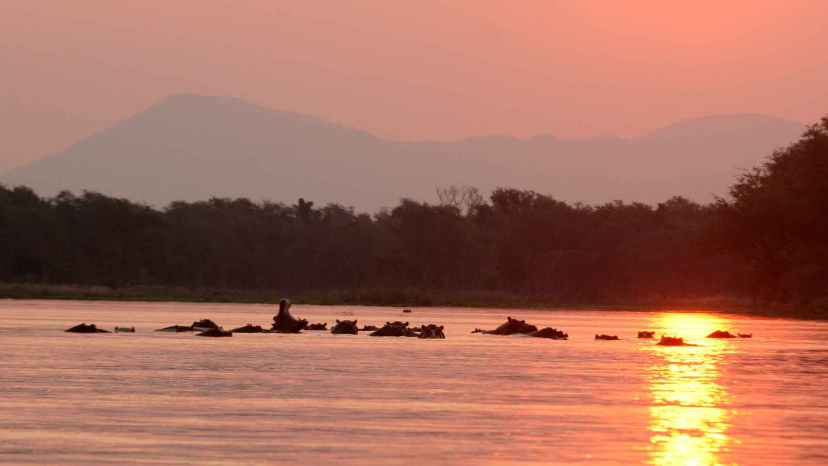 Un grupo de rinocerontes atraviesa el río Zambeze.