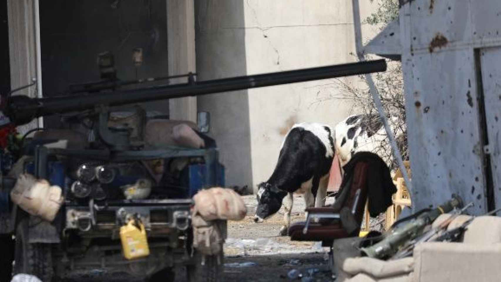 Las vacas bomba no provocaron daños personales
