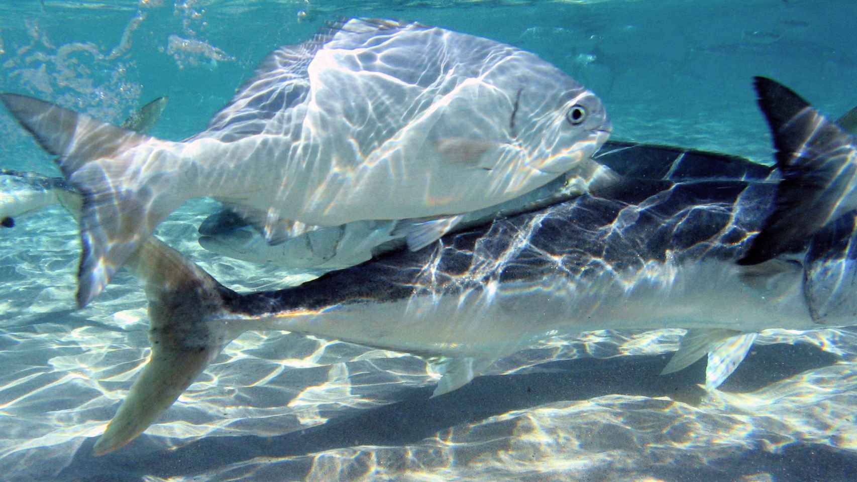 También se pueden ver enormes peces en sus aguas cristalinas.