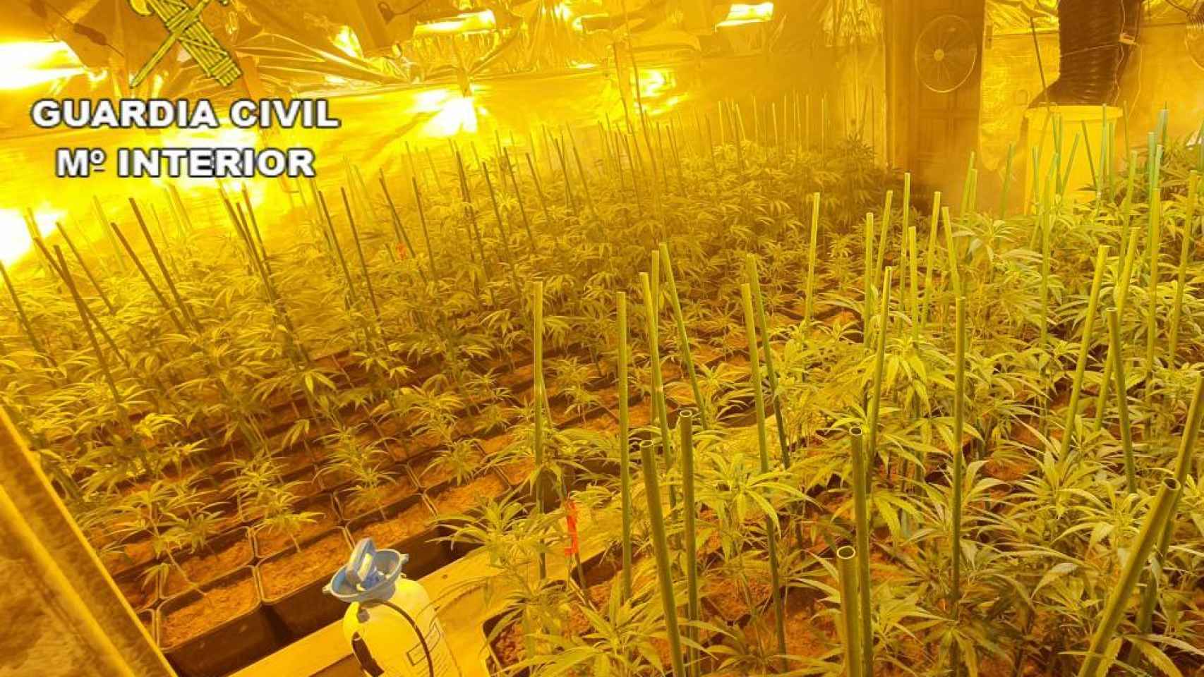 Plantación de marihuana.