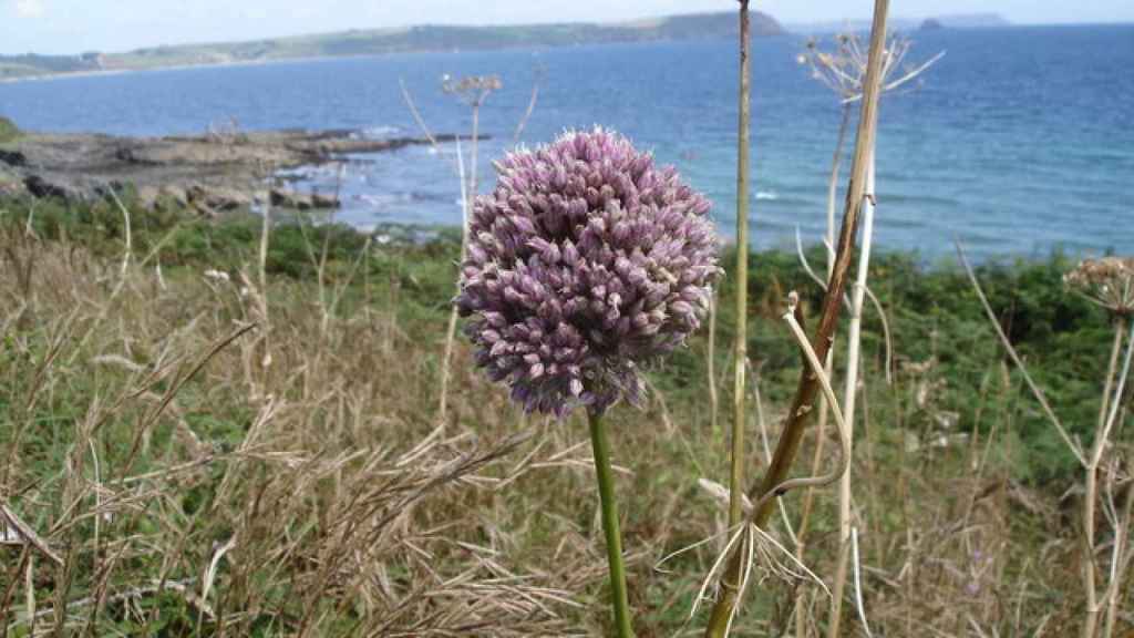 Allium ampeloprasum: view towards Nare Head and Gull Rock. Ian Cunliffe/Geograph.org.uk/Wikimedia Commons.