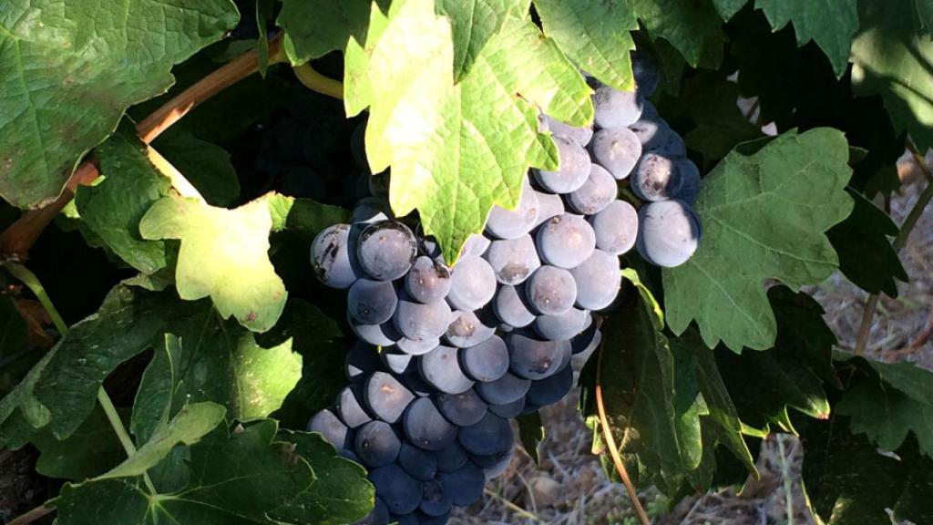 Uvas de la variedad Tempranillo