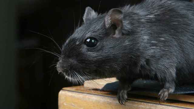 Una imagen de archivo de un roedor.