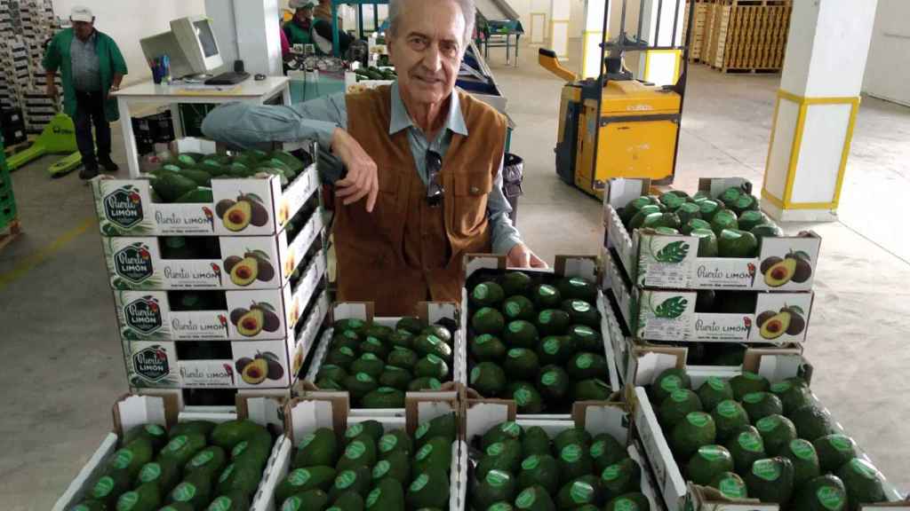 Julián, introductor del aguacate, cultiva este fruto tropical en sus 40 hectáreas en la Axarquía malagueña.