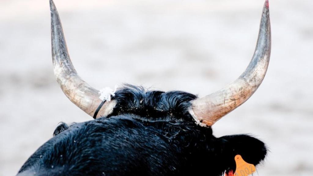 toro