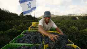 Un trabajador coloca uvas en una caja en uno de los viñedos de Kibbutz Tzuba.