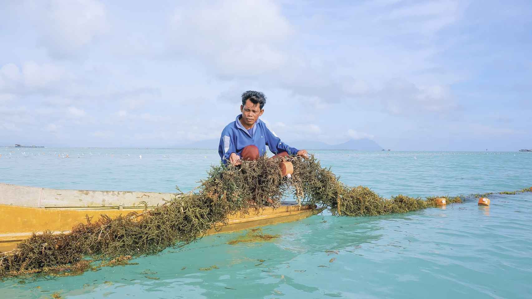 Un pescador recolecta alga nori.