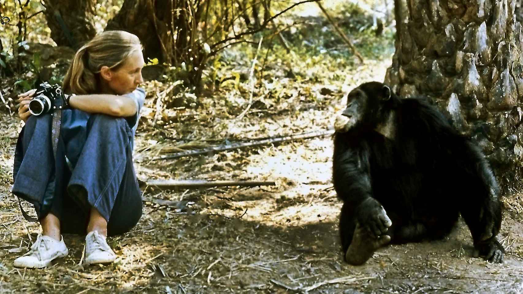 Goodall comenzó su carrera fotografiando a los chimpancés en Tanzania.