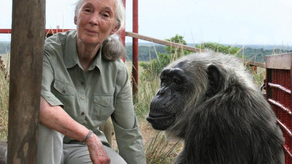 La primatóloga Jane Goodall junto a un chimpancé.