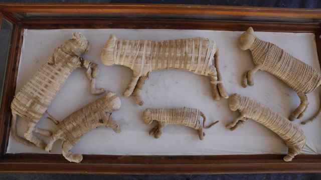 Las momias del cachorro de león y otros cinco felinos.