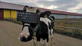 Vacas con gafas de realidad virtual para que crean que están en el campo