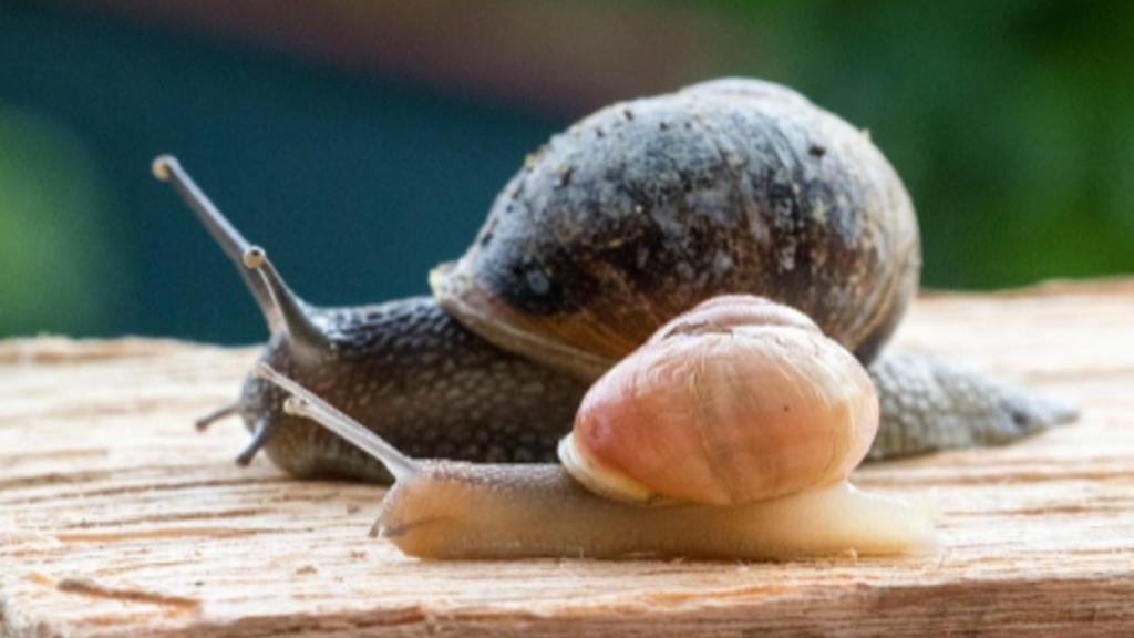 caracol