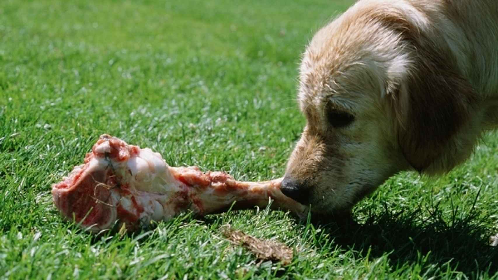 Ésta es la última locura en comida para perros que puede estar matando a tu  mascota