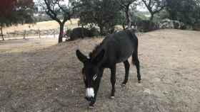 Platero, el burro que se ha ofrecido desde Talavera. Foto: Libre Mercado/Libertad Digital