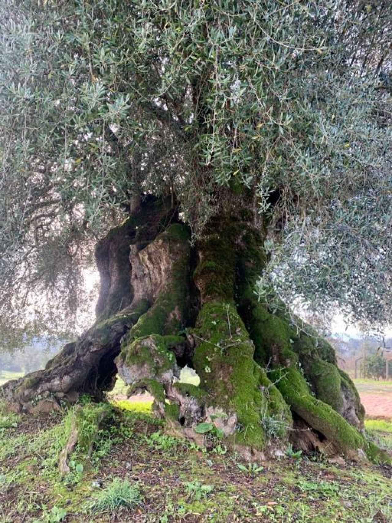 La “oliveira” mas antigua de la peninsula, 3354 años y aún con aceitunas.