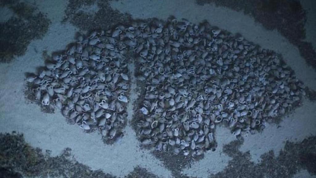Los restos del pecio romano hallados en la costa de Grecia.