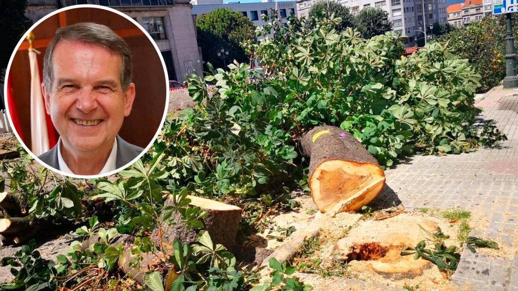 El regidor y un ejemplo de la tala perpetrada en la ciudad olívica.