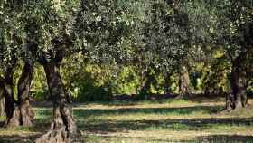 Un campo de olivos.