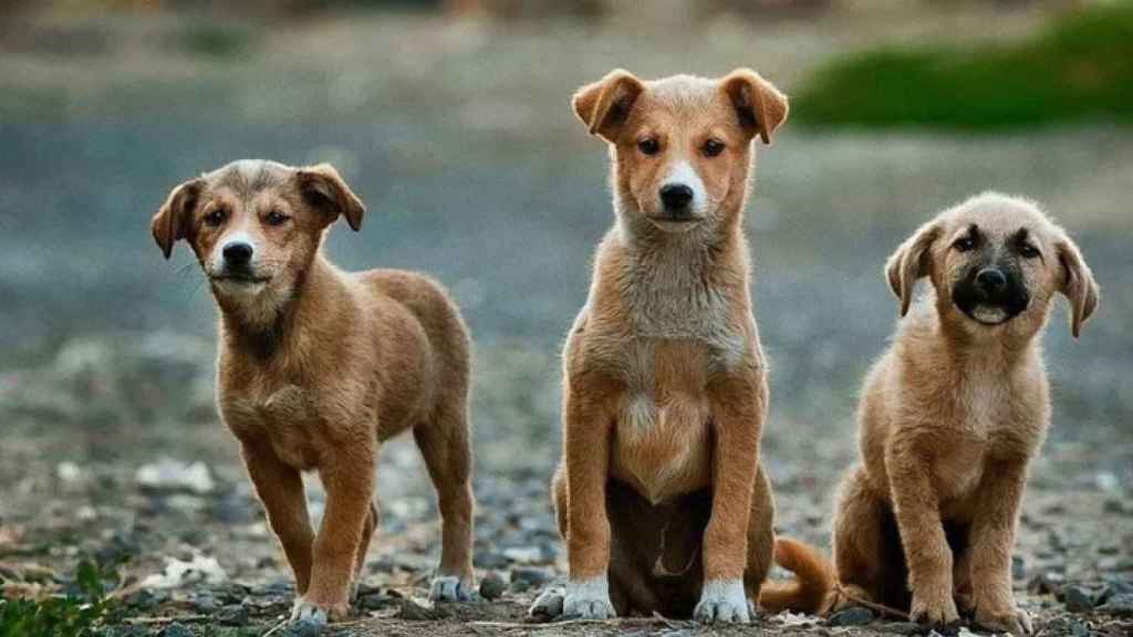Tres canes en una imagen de archivo.