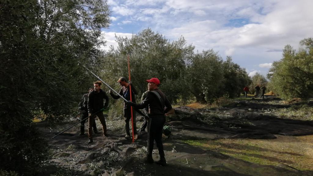 Trabajadores de la aceituna de Jaén: el jornal por un día entero recogiendo aceitunas no llega a los 55 euros.