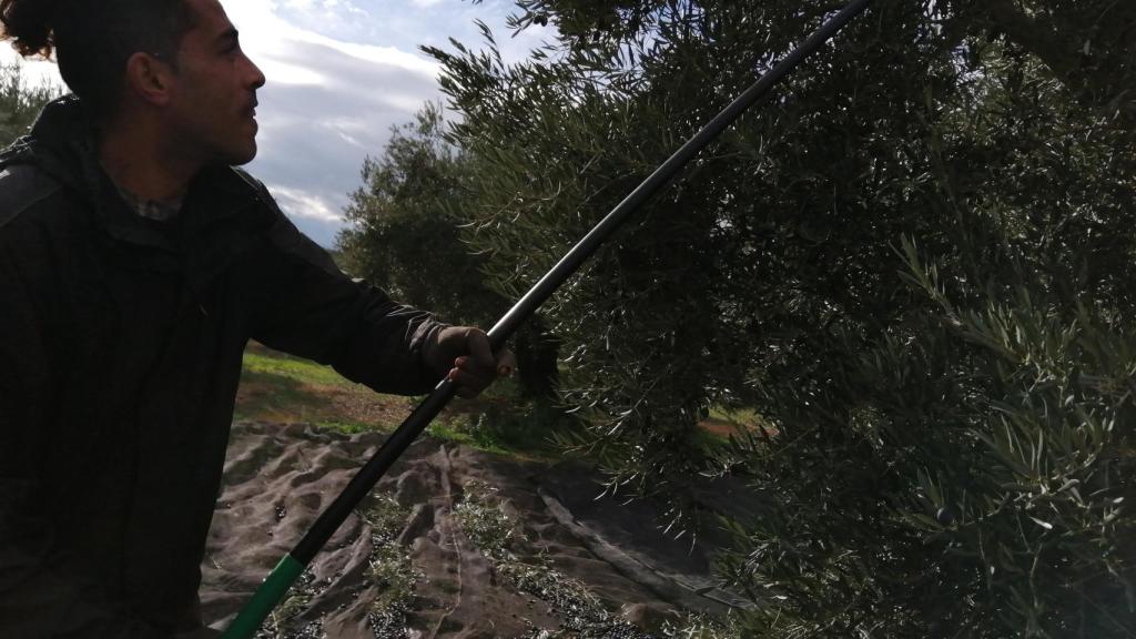 Un trabajador varea el olivo durante una jornada de aceituna.