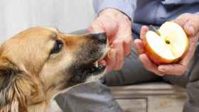 Tu perro puede comer 'comida para personas', pero equilibradamente.