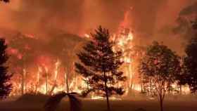 Las llamas han arrasado los bosques de Nuevo Gales