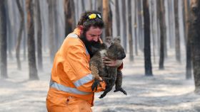Un koala rescatado en un bosque en llamas en la isla Canguro, al suroeste de Adelaida, Australia, el 7 de enero de 2020.