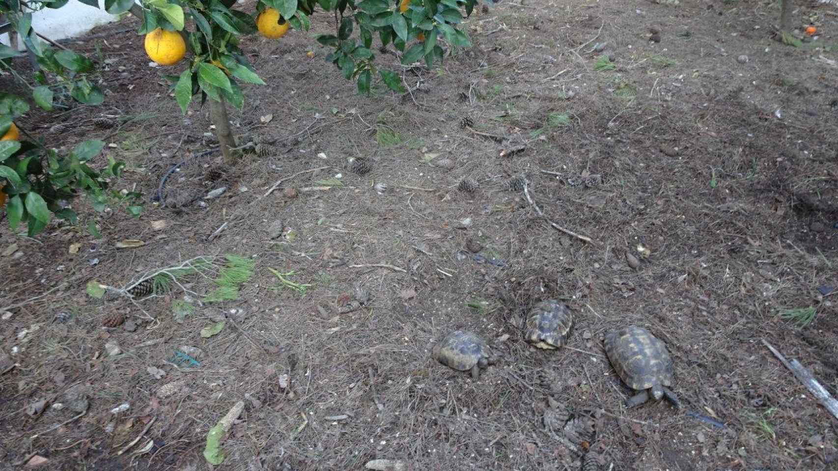 Tres de las tortugas moras que custodia  Ecologistas en Acción en la parcela de el Puerto de Santa María.