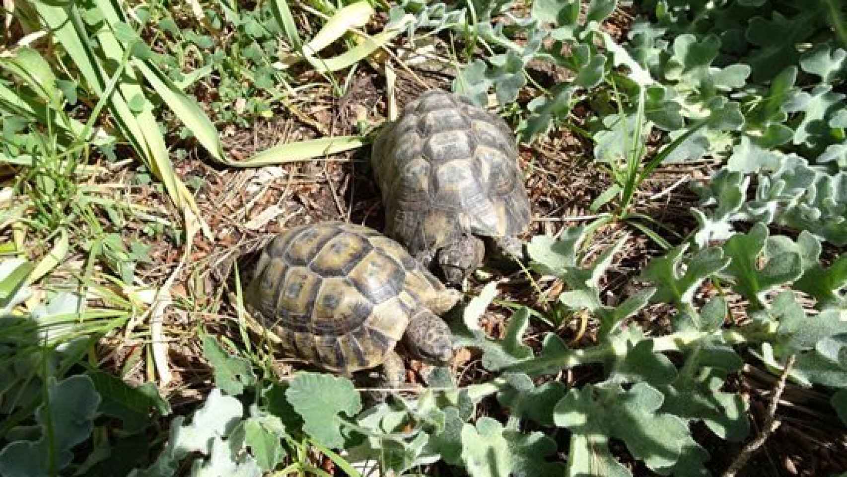 Las dos tortugas moras que custodia en El Bosque otro miembro de Ecologistas en Acción que también ha sido sancionado con 1.600 euros.