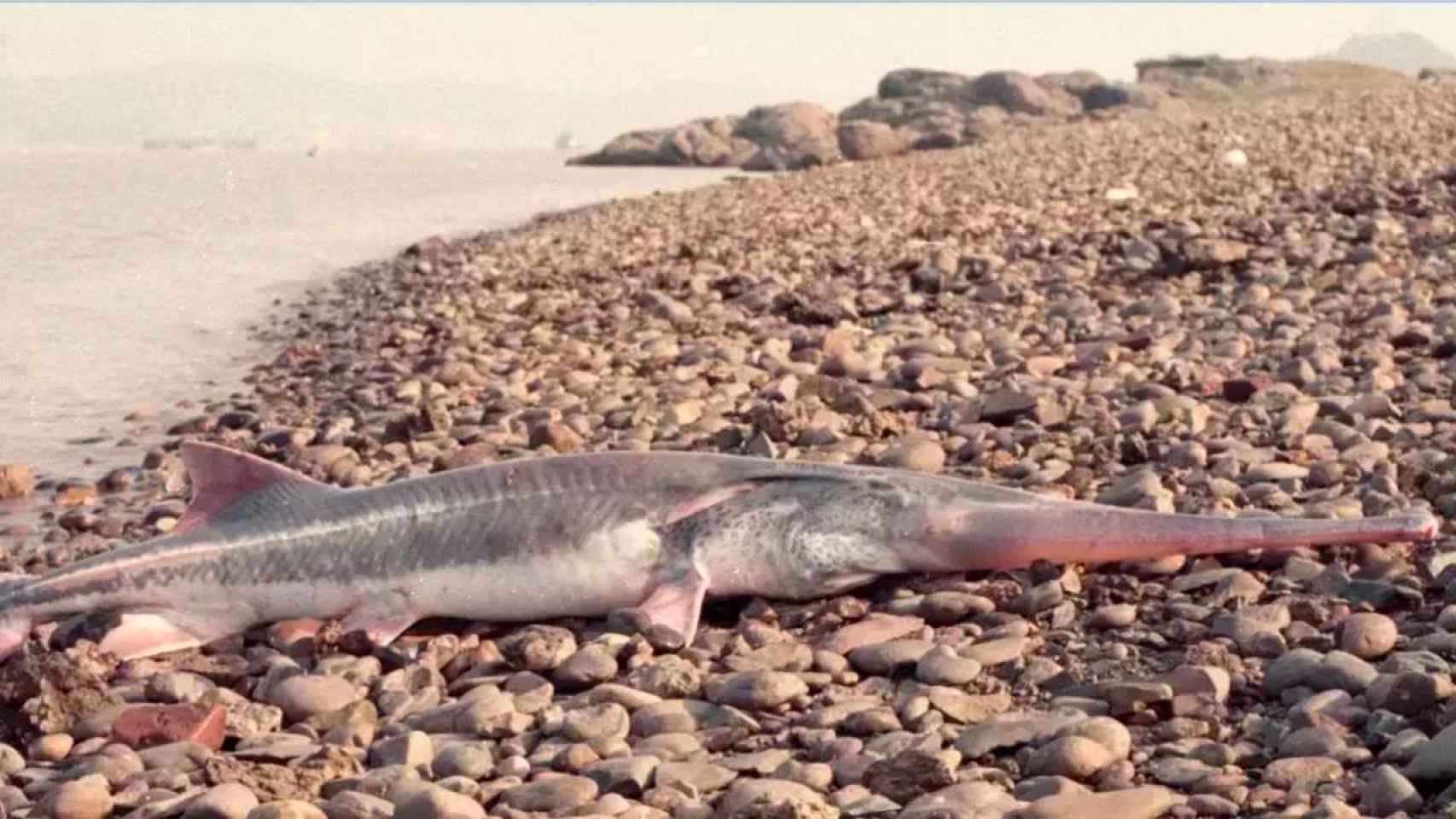 Uno de los últimos peces remo del Yangtsé encontrados en su medio natural.