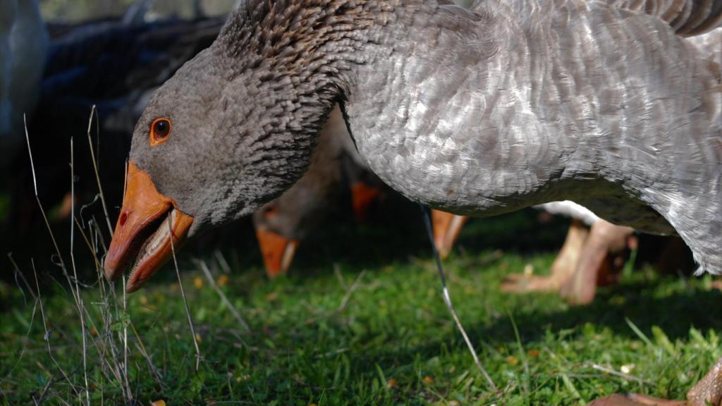 Los gansos acuden a su finca porque se encuentra en un corredor migratorio de aves.