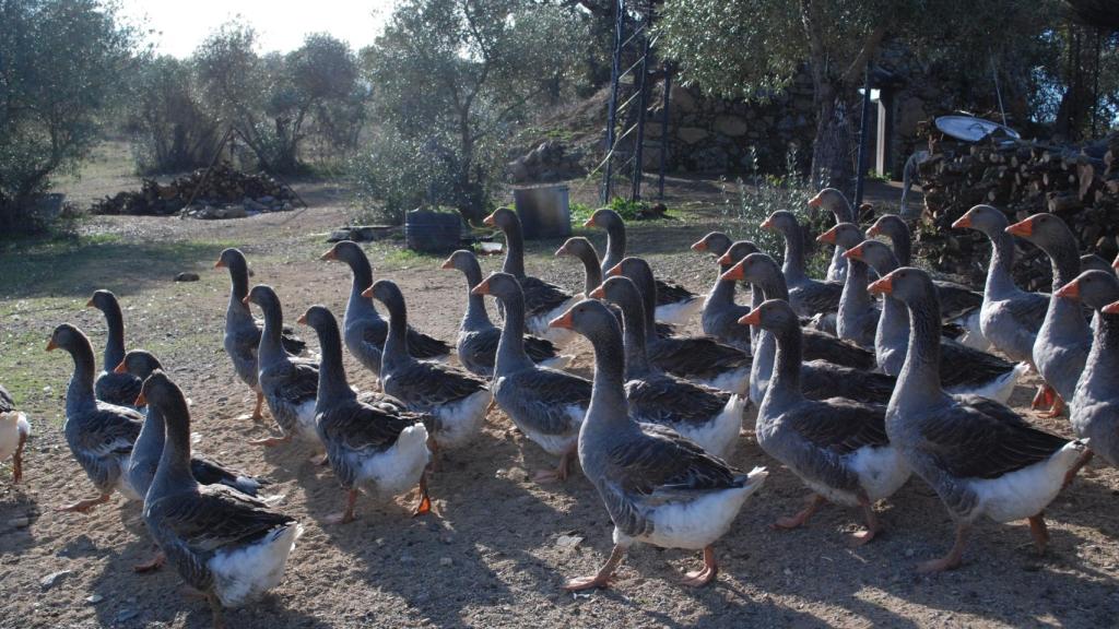 Bandada de gansos en plena finca extremeña.