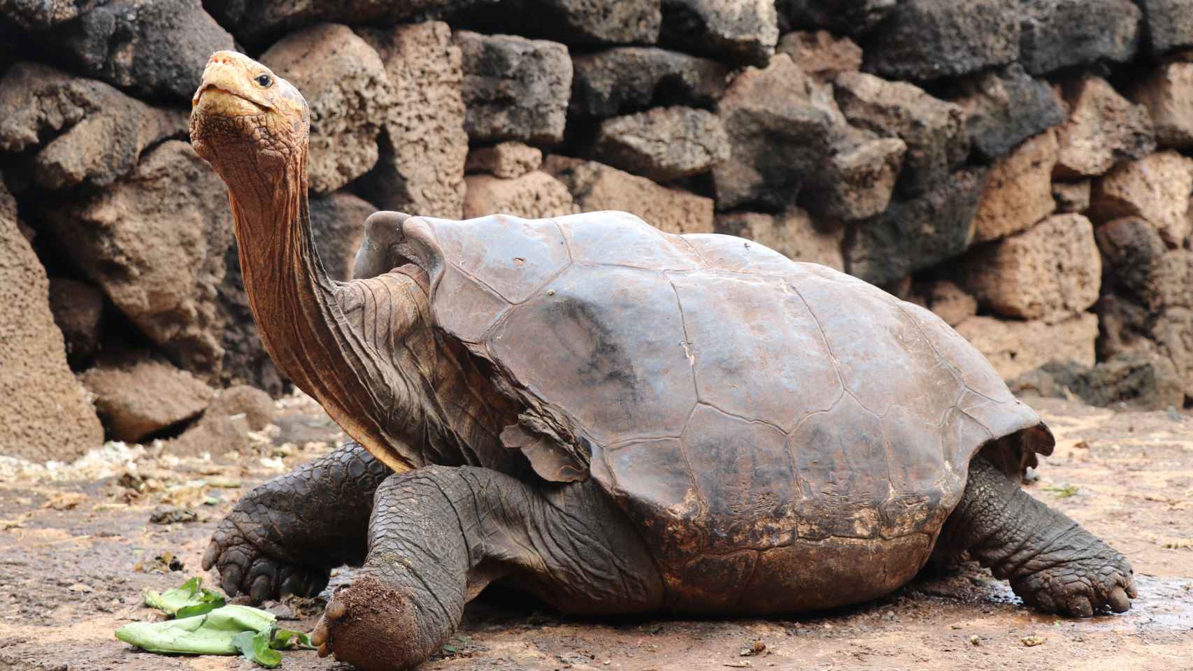 Fotografía de la tortuga Diego del 9 de enero de 2020.