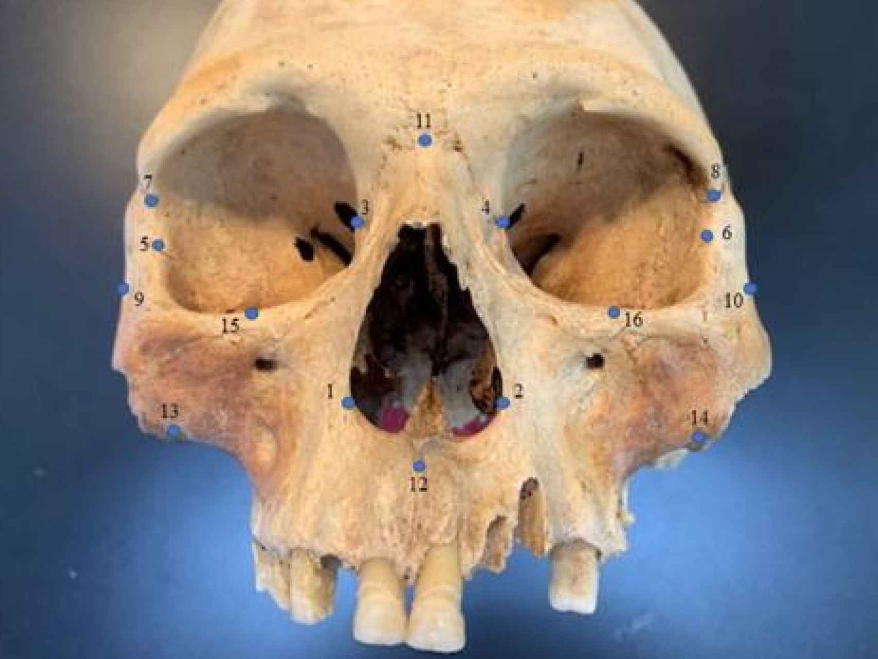 Uno de los cráneos analizados.