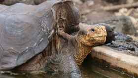 Diego, la tortuga gigante de la isla Española que vivió en EE.UU. y que tras su regreso a Galápagos  ayudó a salvar su especie.
