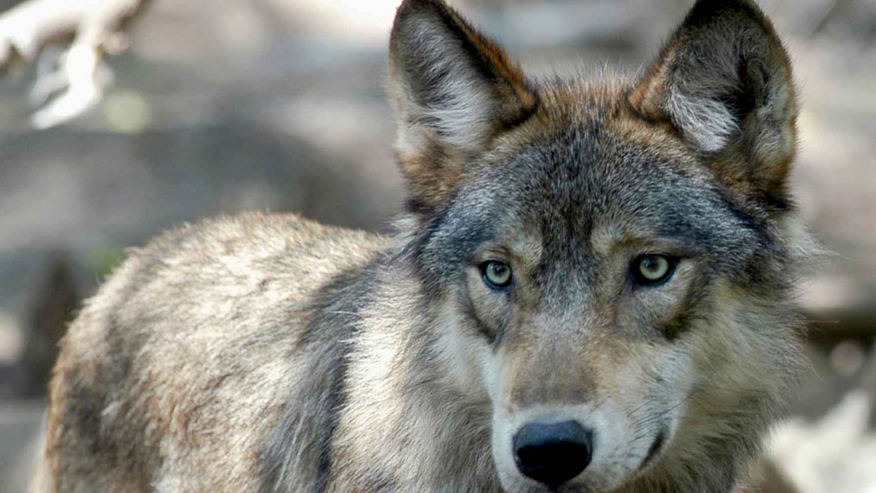 Un lobo gris en Colorado, EEUU.