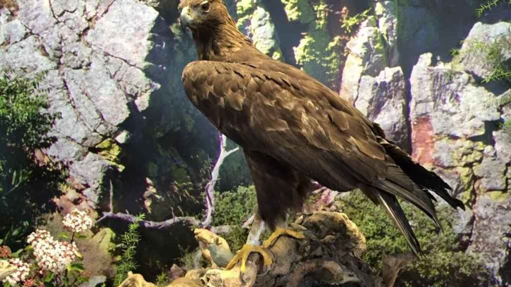 Un águila real naturalizado por Eustaquio Redondo.