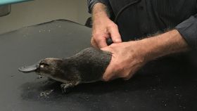 Veterinarian staff care for a rescued platypus in New South Wales, Australia