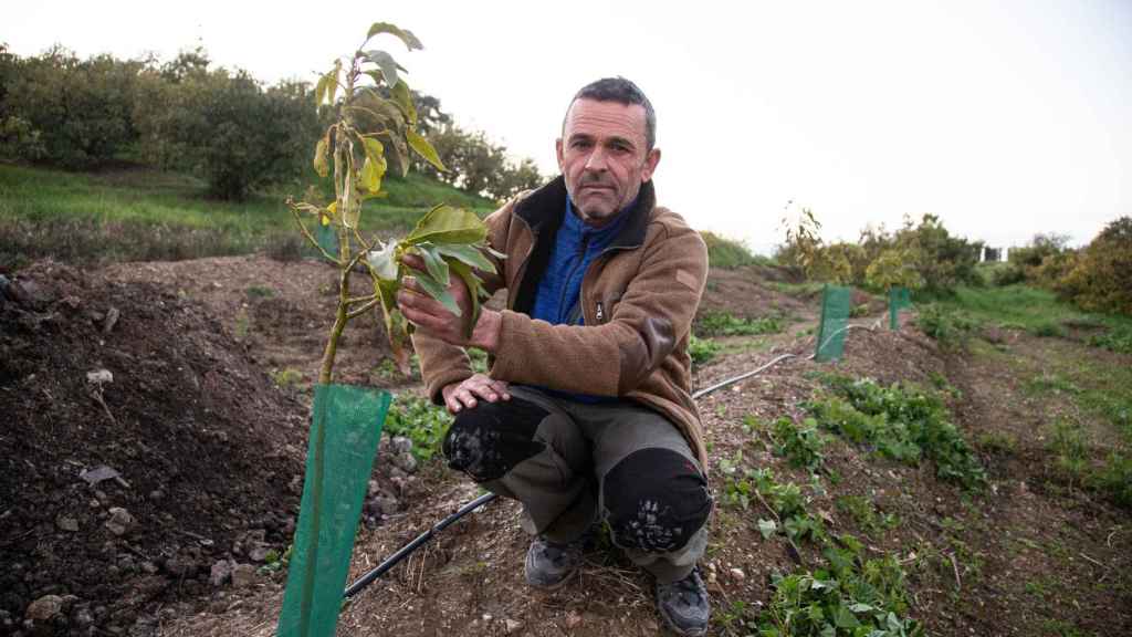 Salvador Ramos, agricultor. Tiene 500 árboles de aguacate en el valle del Guadalhorce.