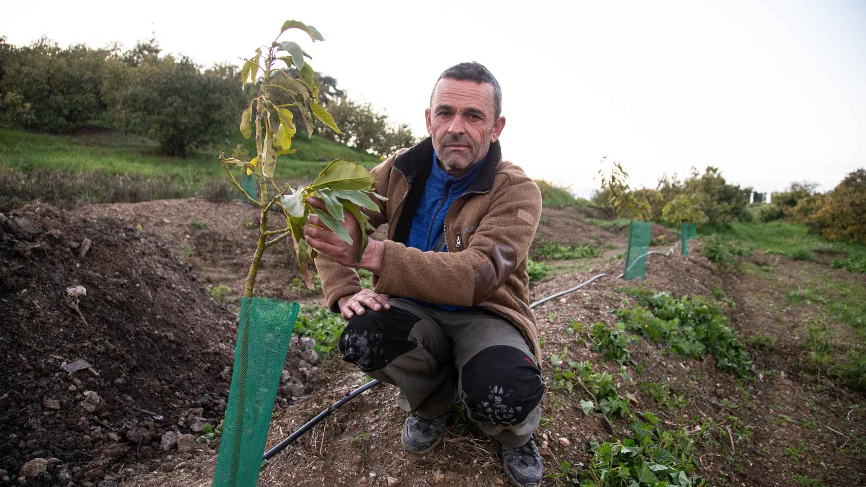 Salvador Ramos, agricultor. Tiene 500 árboles de aguacate en el valle del Guadalhorce.