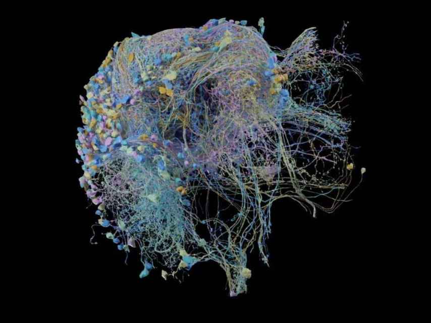 Mapa del cerebro.