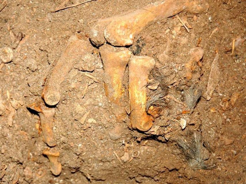 Una mano de los sujetos prehistóricos de Menorca agarrando restos de cabello.