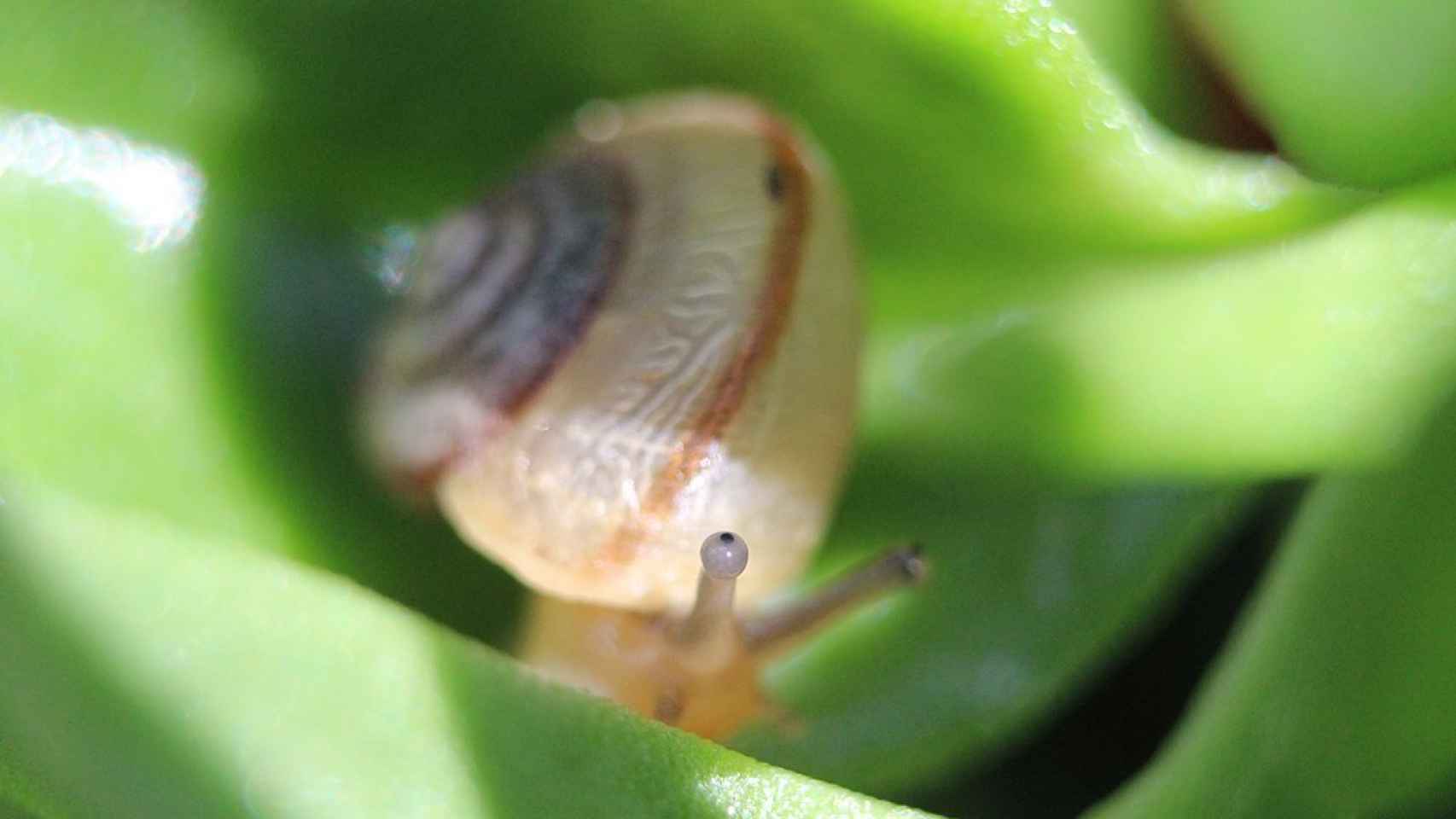 Asian Tramp Snail -Graham Wise - Wikimedia Commons.