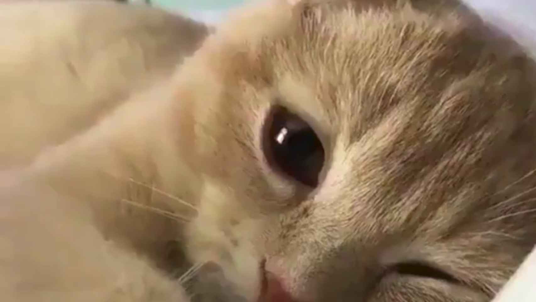El sorprendente vídeo de un gatito con el la Guardia Civil ha conquistado a sus seguidores