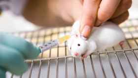 Prueba de la vacuna en ratones de laboratorio, aplicada por inyección.